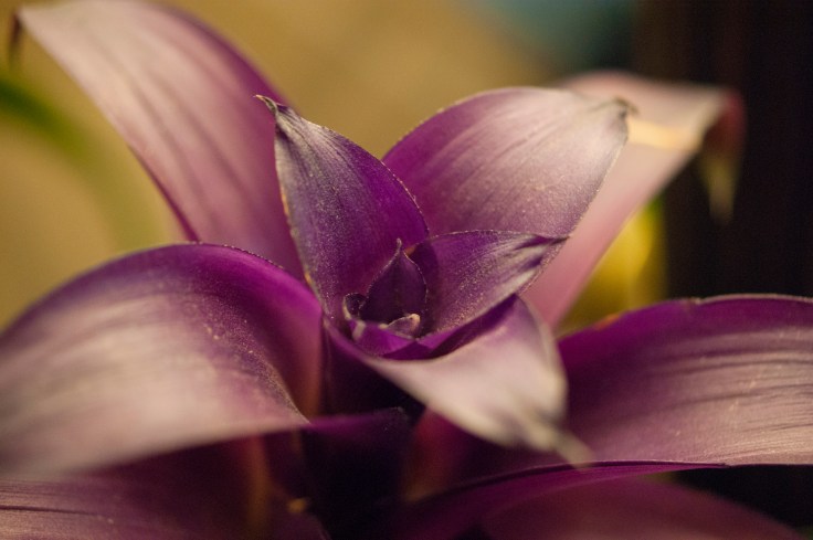 Purple Bromeliad