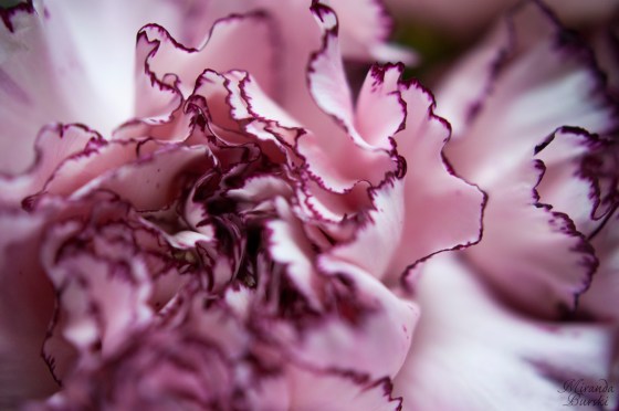 Carnation close-up