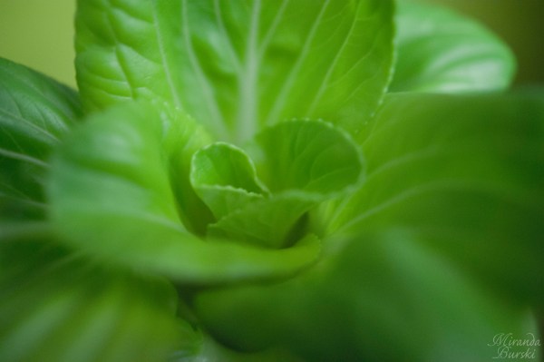 Bok Choy