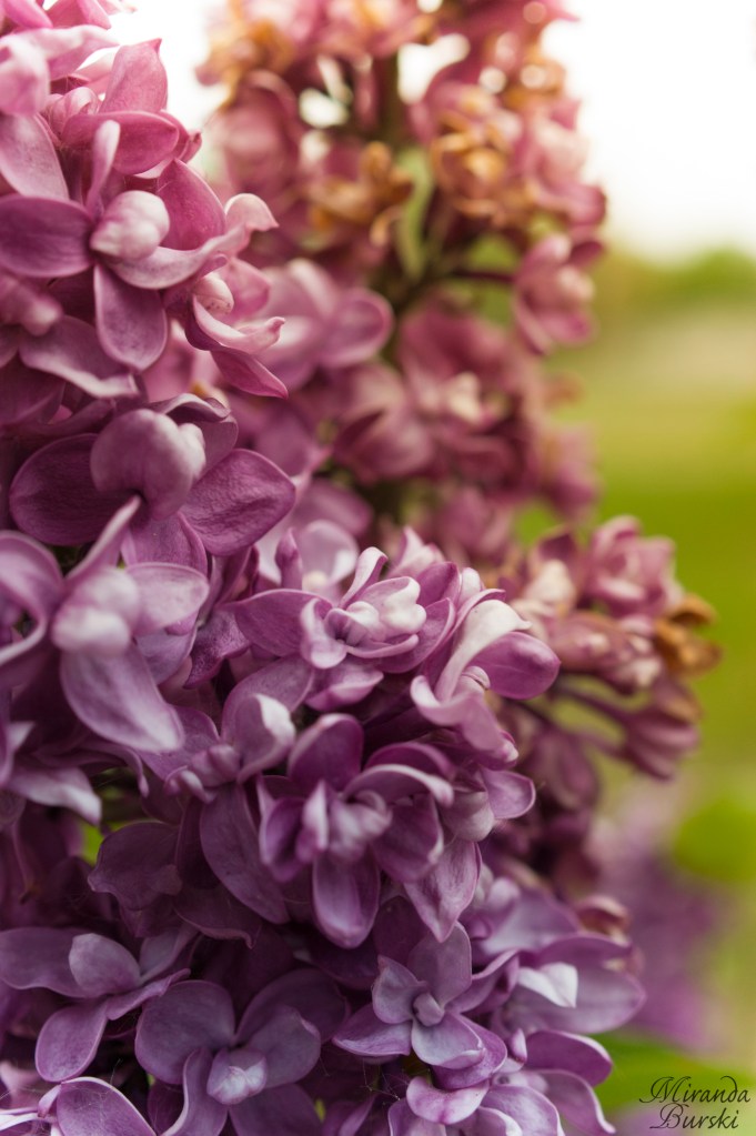 Lightly lilac