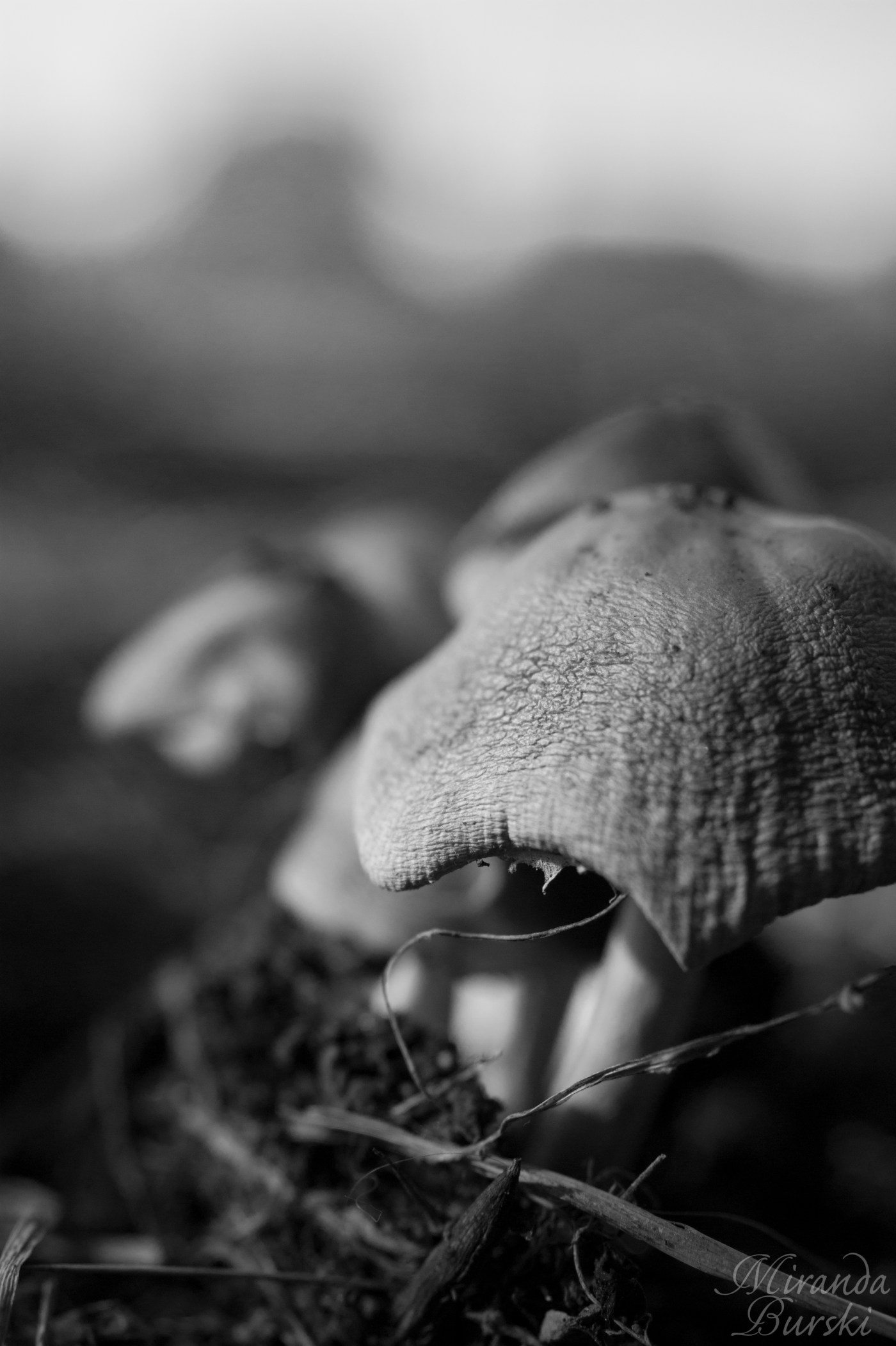 Mushroom cap