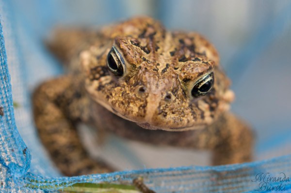 A close-up of a frog in a net