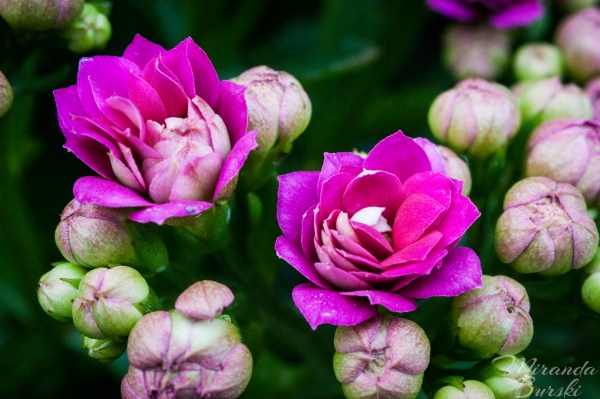 Small, Bright, Purple Flowers