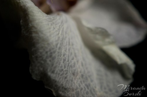 Orchid Petal