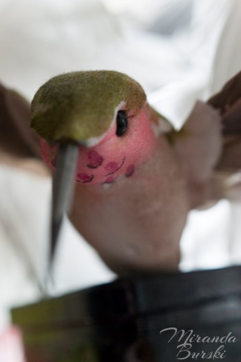 Hummingbird Decoration