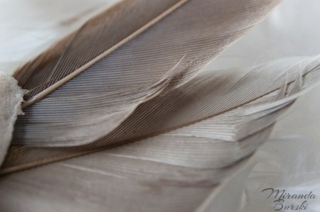 Wing Feathers