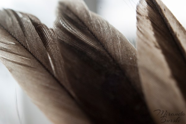 Three Brown Feathers