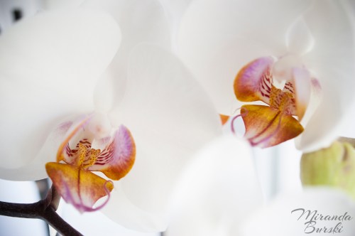 Two yellow, purple and white orchid flowers
