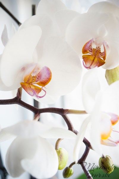 Yellow, white and purple orchid flowers