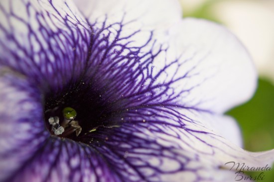 A close-up of a purple-veined petunia