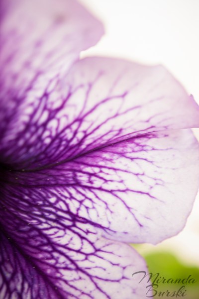 A close-up of a purple petunia petal