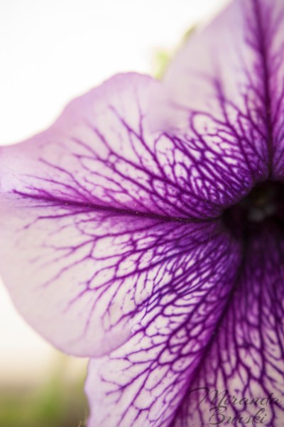 The petals of a purple-veined petunia