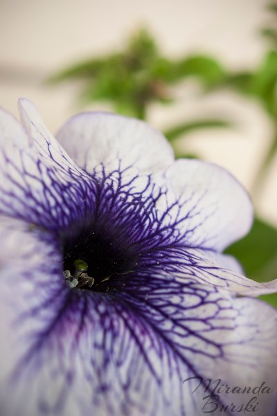 A purple-veined petunia
