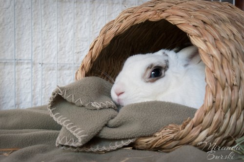 A rabbit sitting cozily in a basket with a blanket