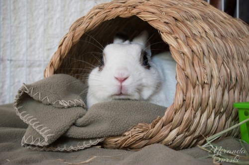 A cozy, but alert, rabbit sitting in a basket with a blanket