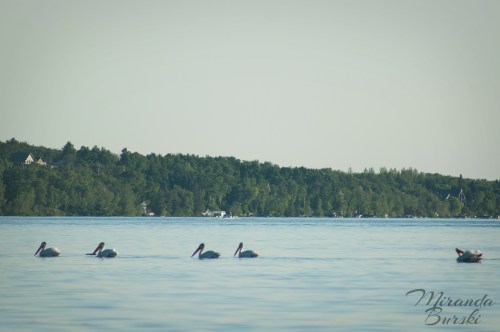 A small group of pelicans swimming on a lake