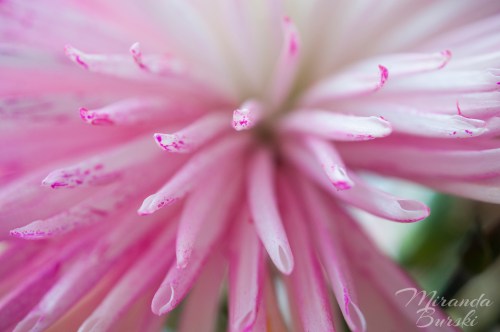 Pink and white tube-like flower petals