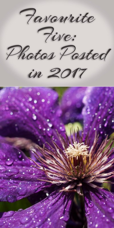 Favourite Five: Photos Posted in 2017 pin