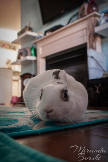 A rabbit sitting like a bun