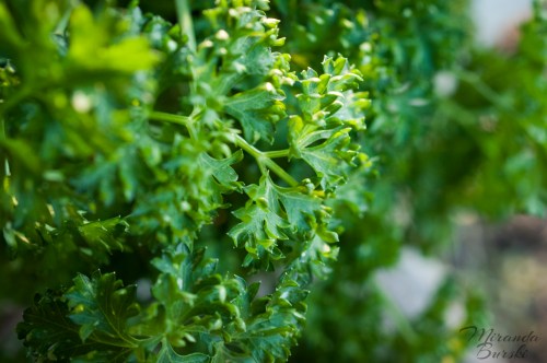 Curly parsley in sunlight