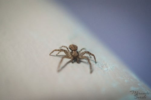 A small brown house spider