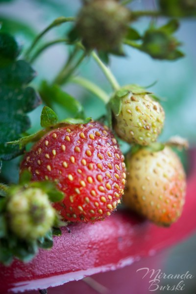 Four small strawberries in a garden pot