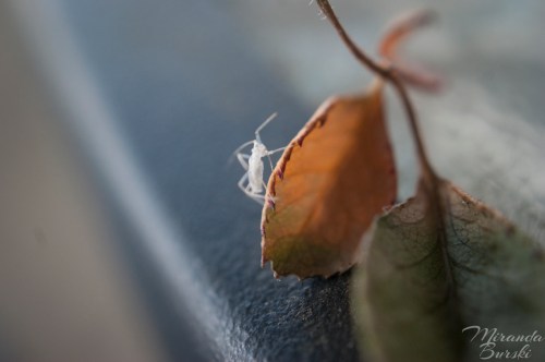 A little white bug on a rose leaf