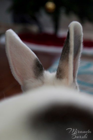 A rabbit's ears, one of which is pointed toward the camera