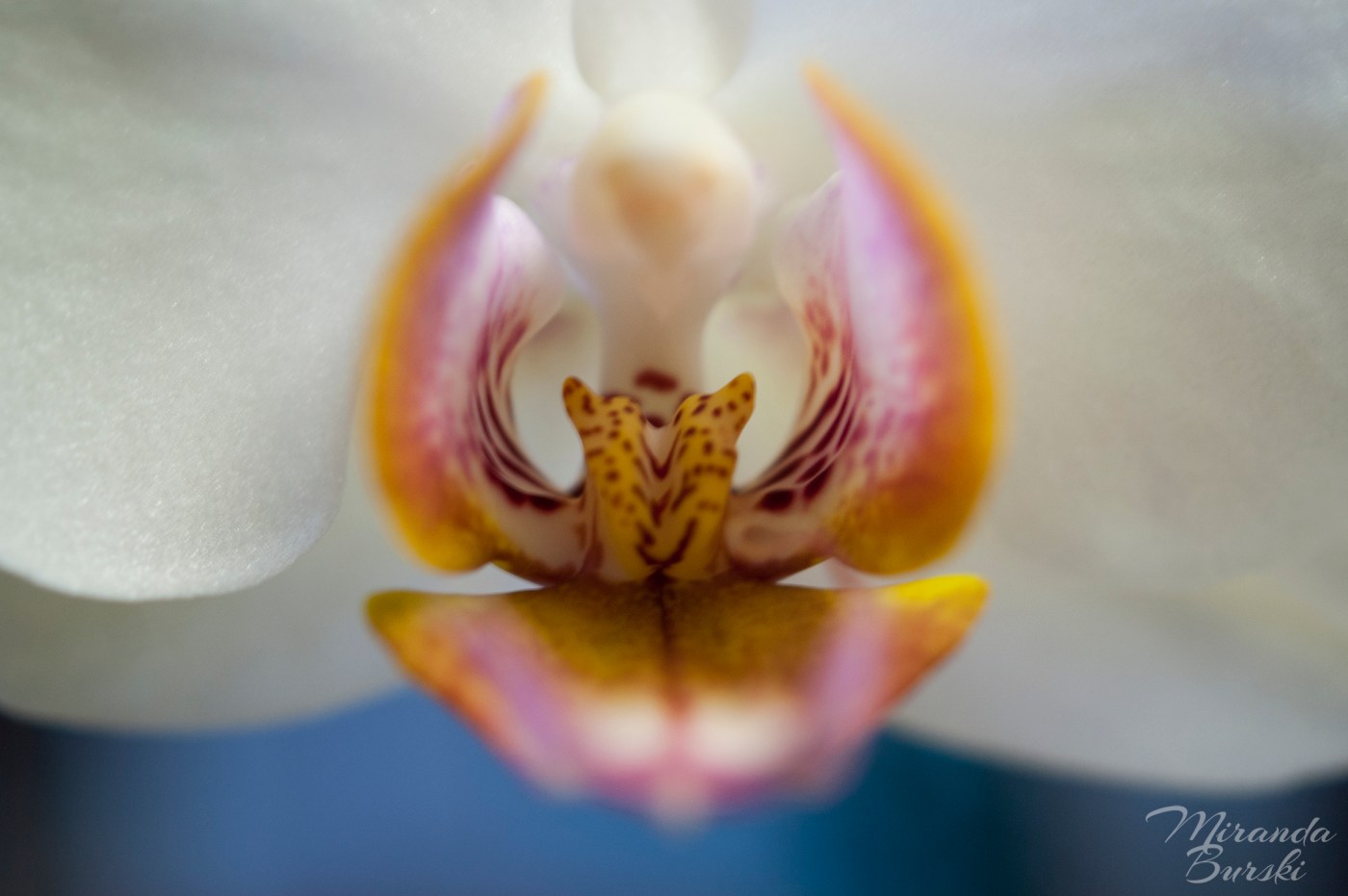 An orchid on a blue background