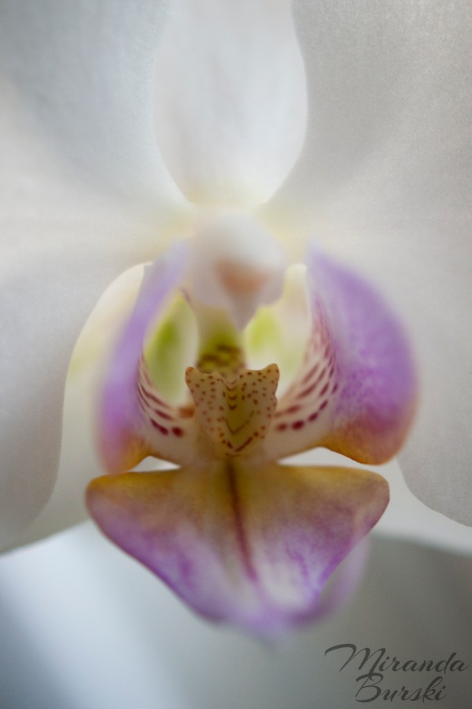 A purple, white, and yellow orchid