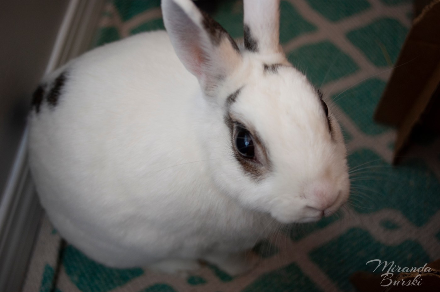 A white and black rabbit, sitting nicely.