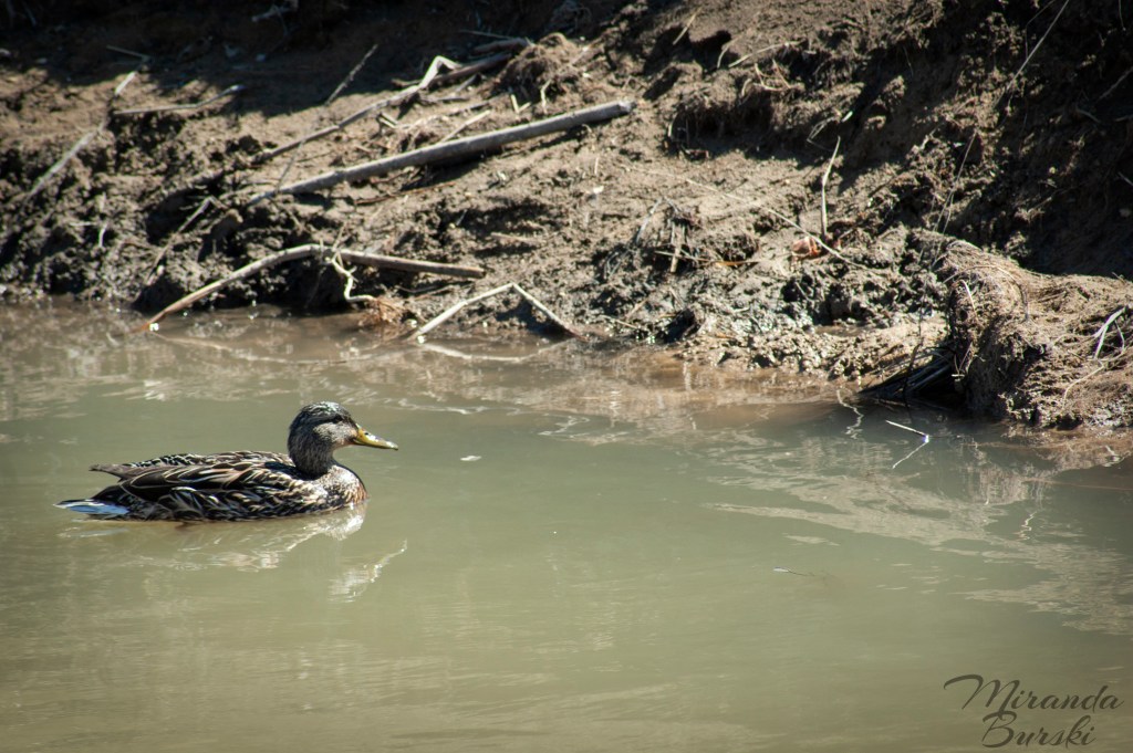 A brown mallard swimming on water, with the shore in the background.
