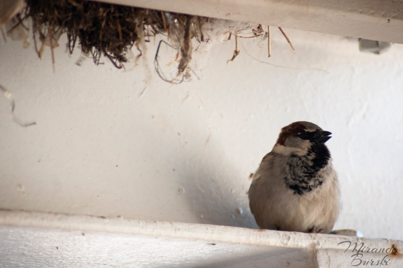 A small black, white, and brown bird sitting on a ledge, with part of a nest in the background.