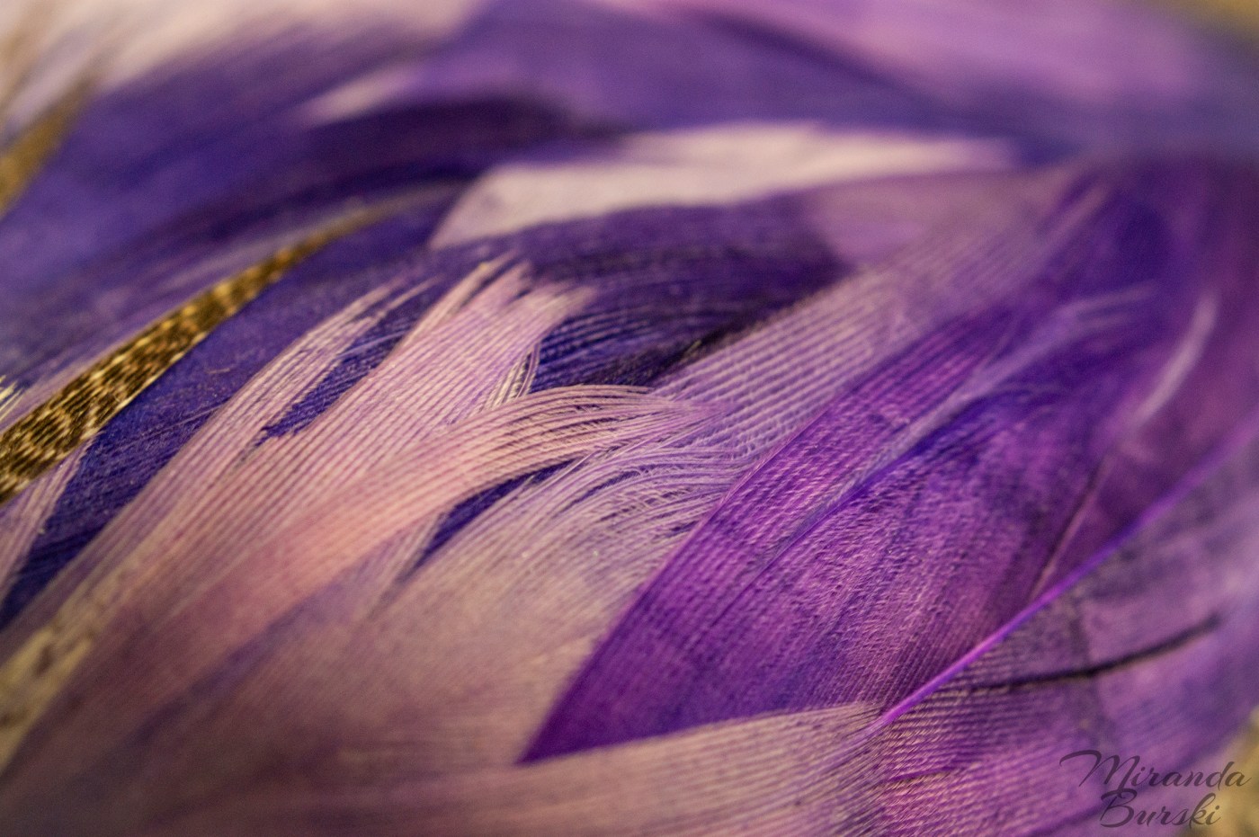 A collection of purple feathers in various shades.