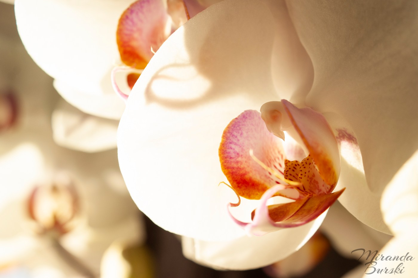A couple of white, purple, and yellow orchids, backlit by the sun.