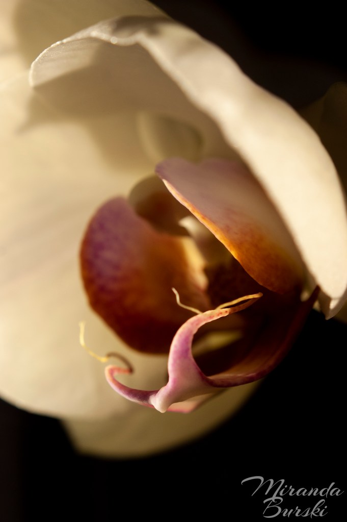 An orchid, the edges of its petals highlighted by sunlight and the rest in shadow.