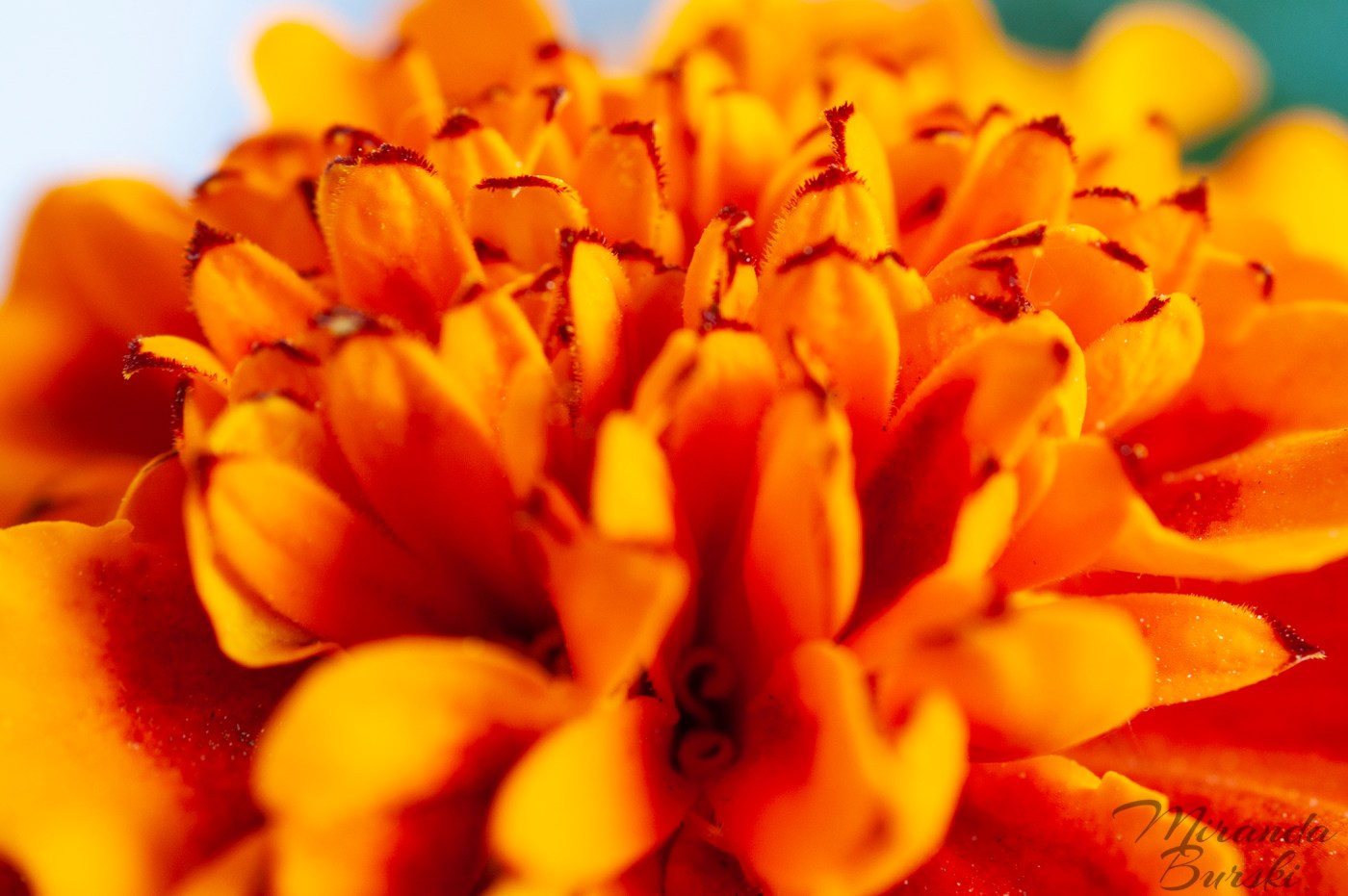 A close-up of orange marigold petals.