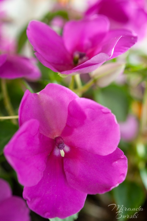 A close-up of some purple super elfin flowers.