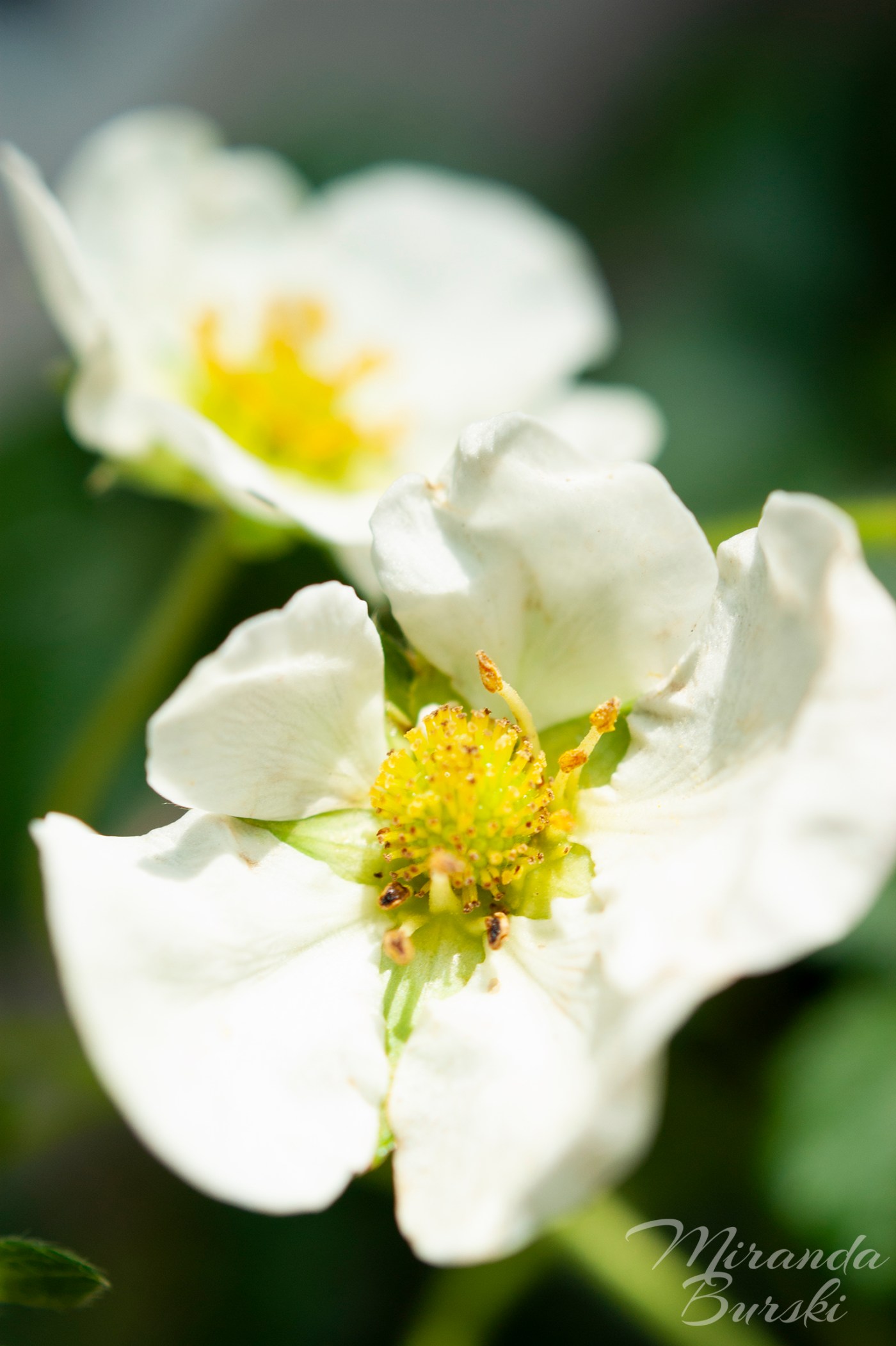 Two small, white strawberry flowers.