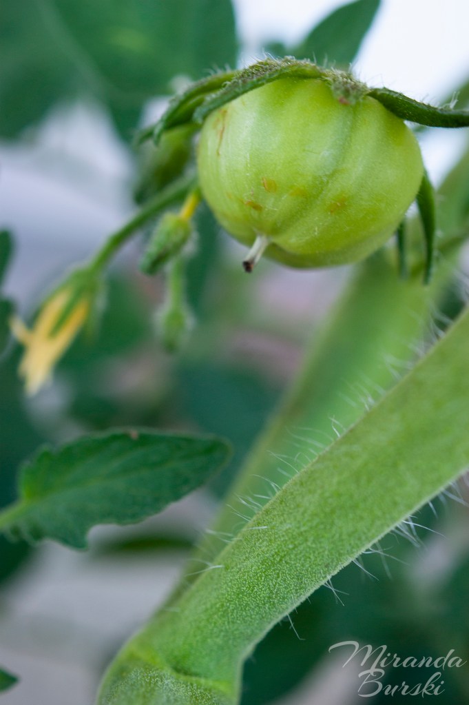 A small, green tomato on a tomato plant.