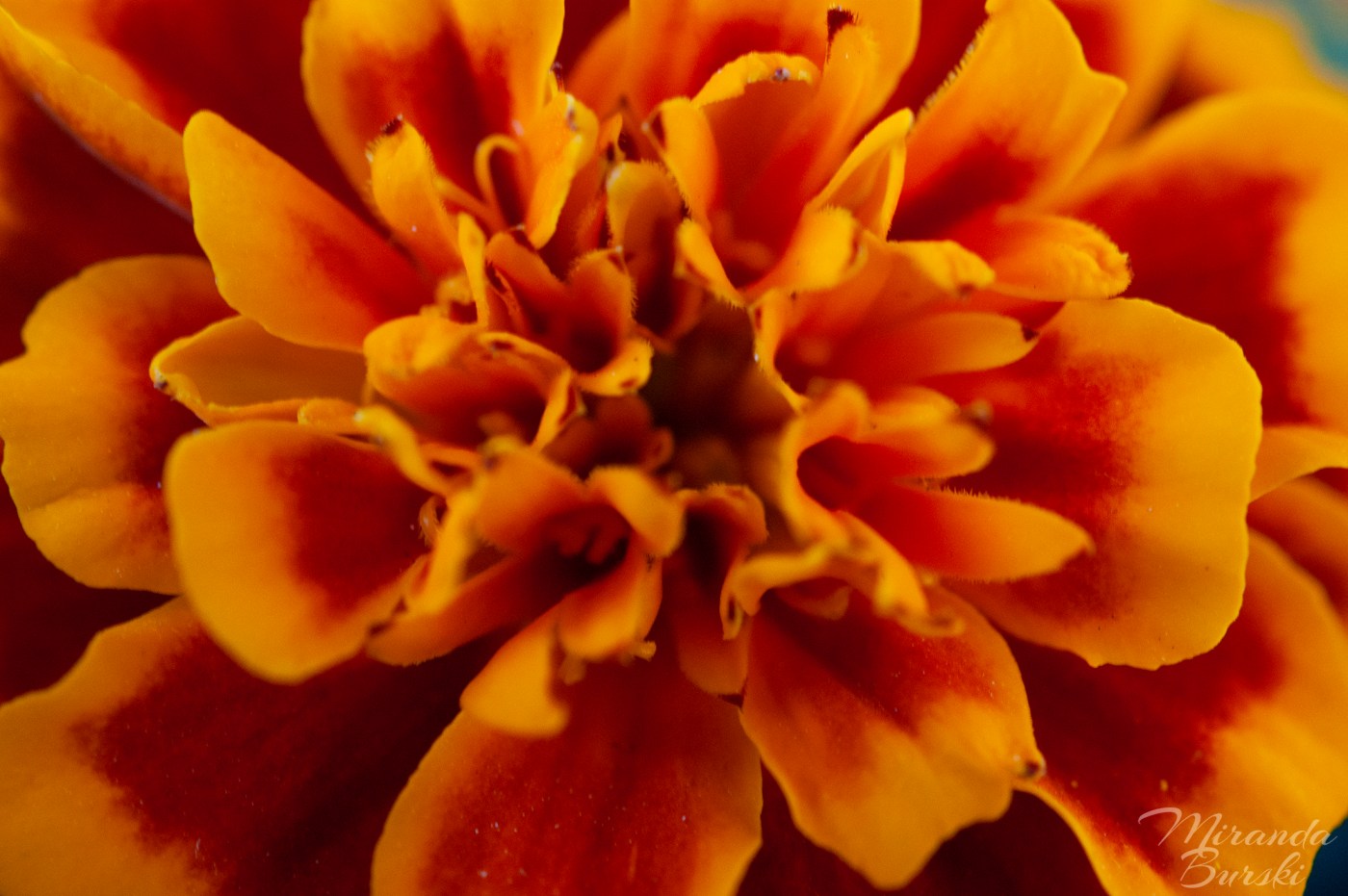 A close-up of the centre of a yellow and orange marigold flower.