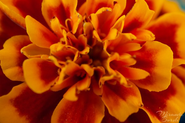A close-up of the centre of a yellow and orange marigold flower.