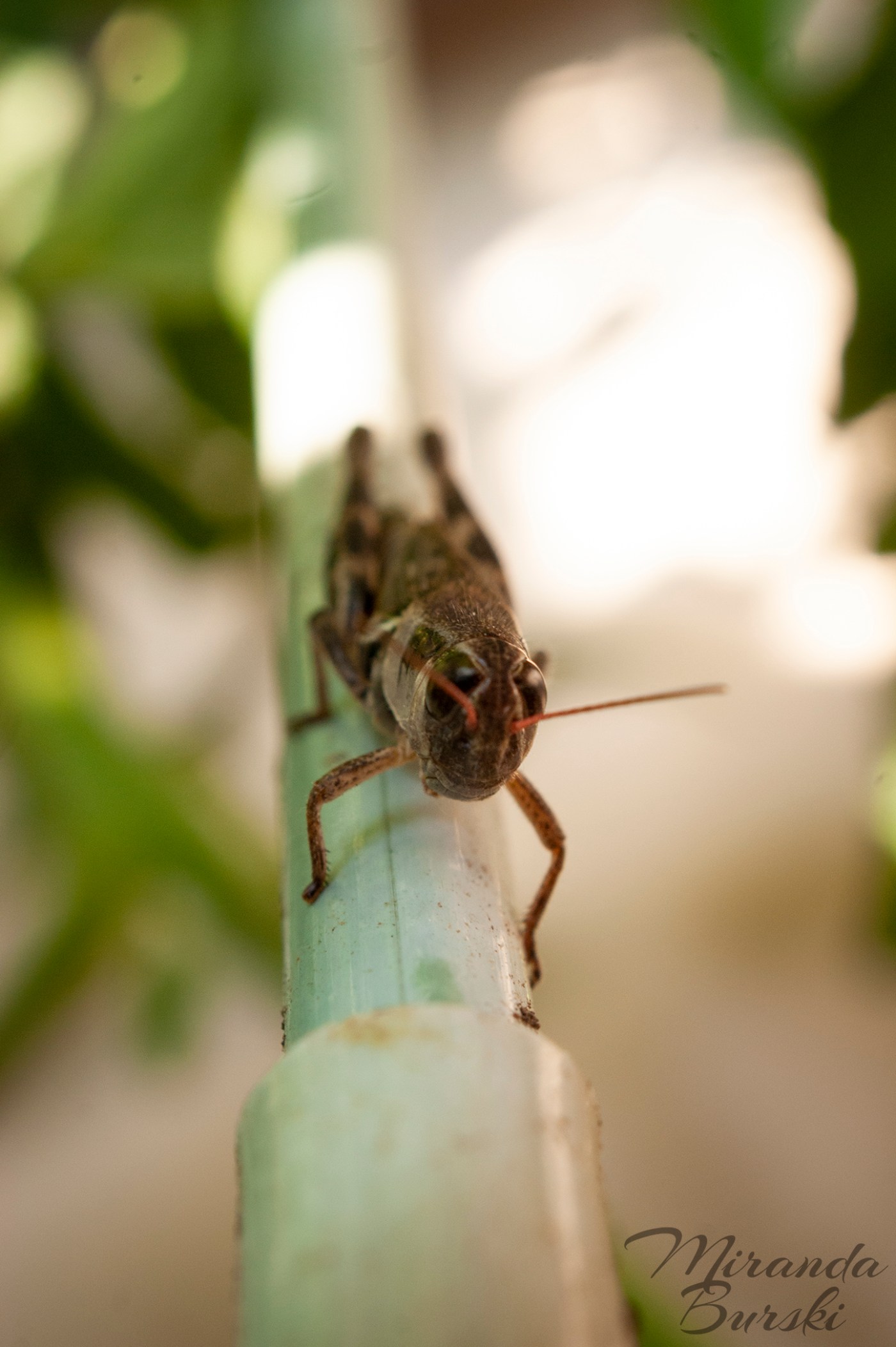 A small grasshopper on a pole.