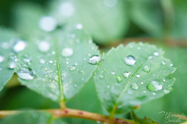 Raindrops sitting on two tree small tree leaves.