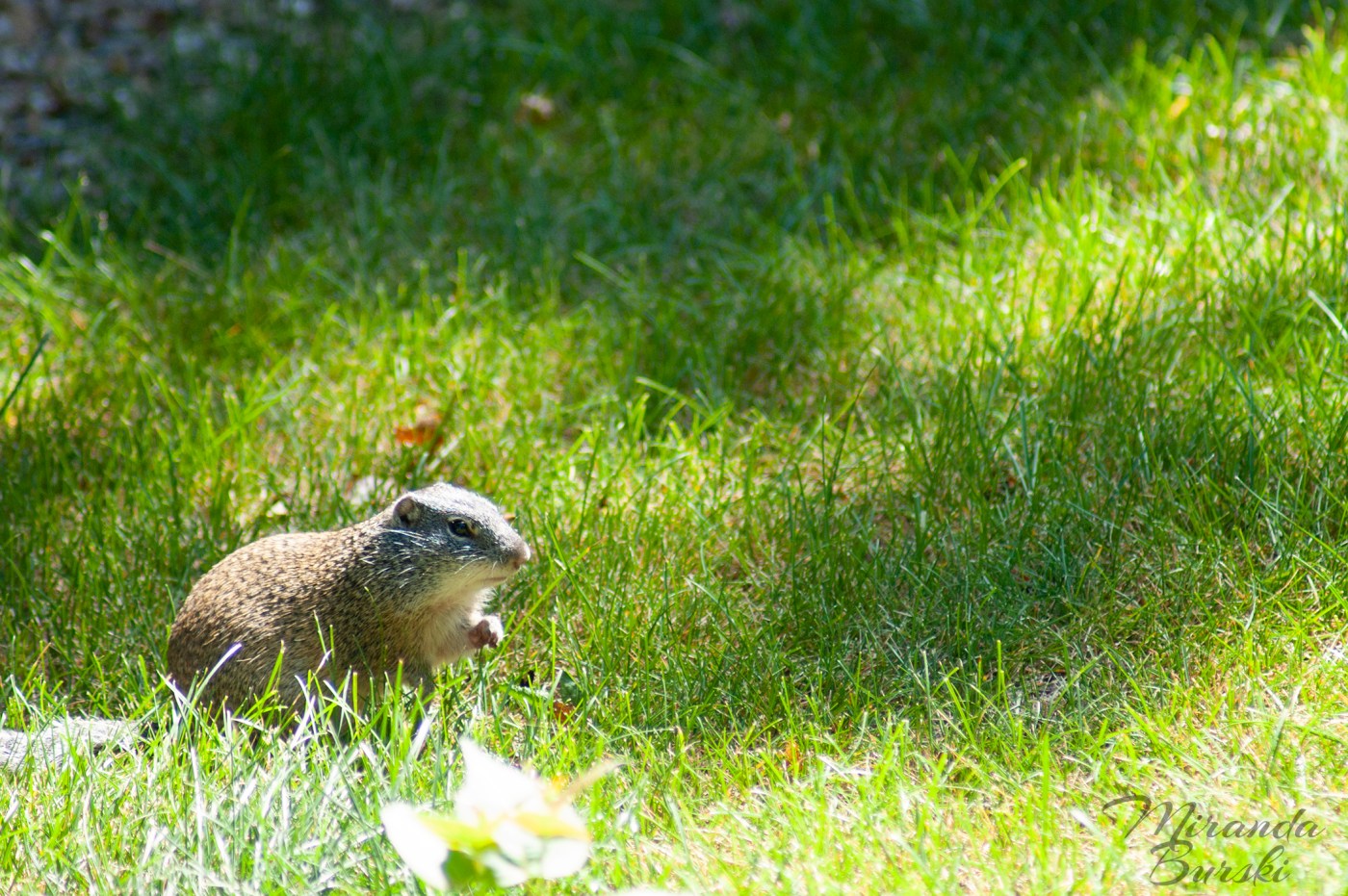 A small rodent looking for food in some grass.