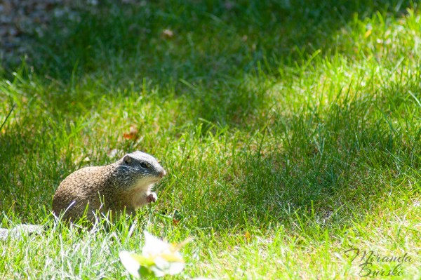 A small rodent looking for food in some grass.