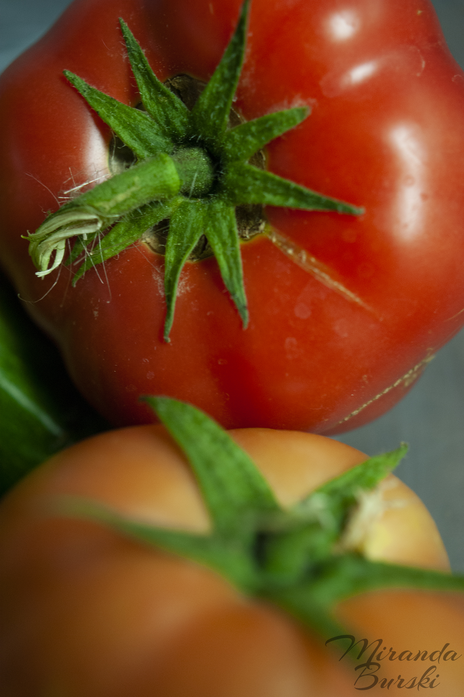 A red tomato and an orange tomato, freshly picked from a garden.