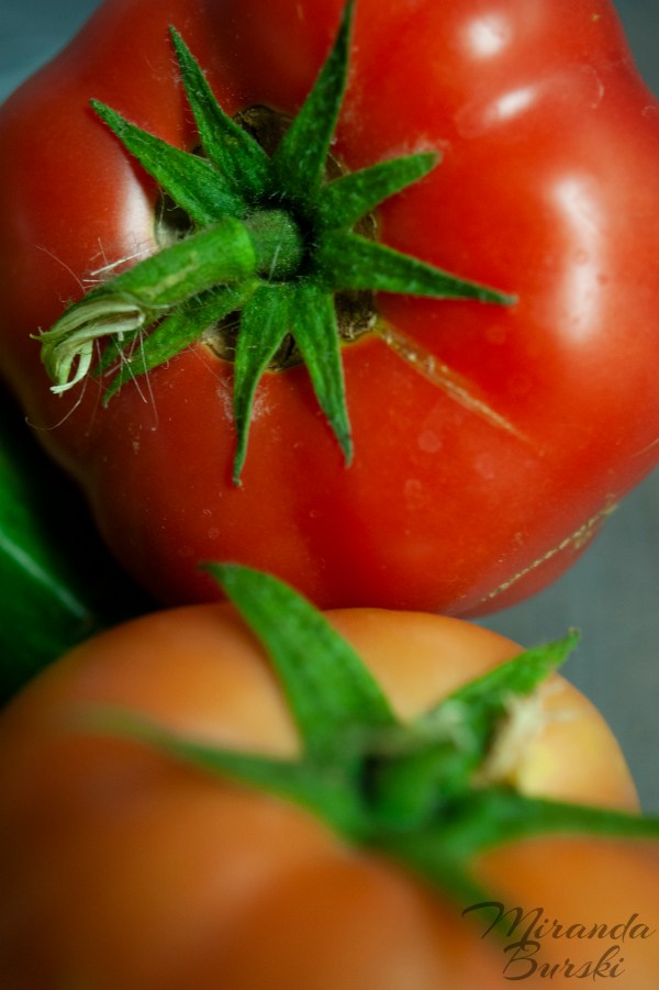 A red tomato and an orange tomato, freshly picked from a garden.