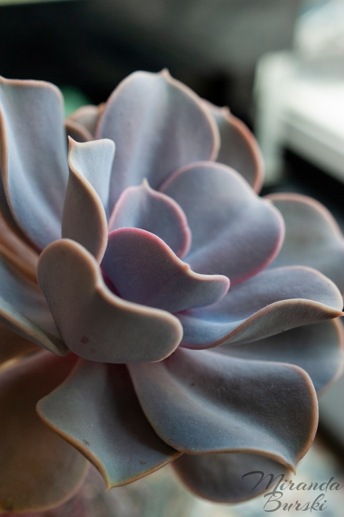 A close-up of a dark purple succulent.