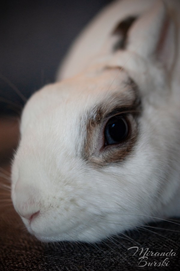 A white and black rabbit with a bright blue eye.